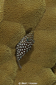 A Spotted Toby has a bad camouflage in a coral like that. by Beat J Korner 